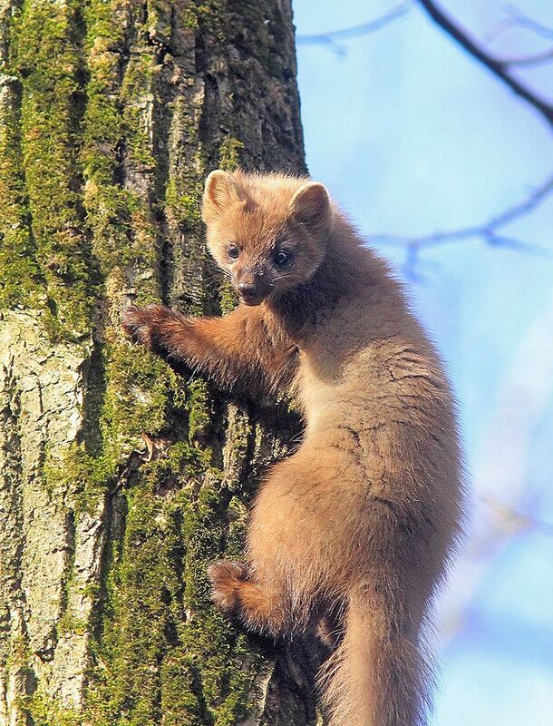 Куница фото превью