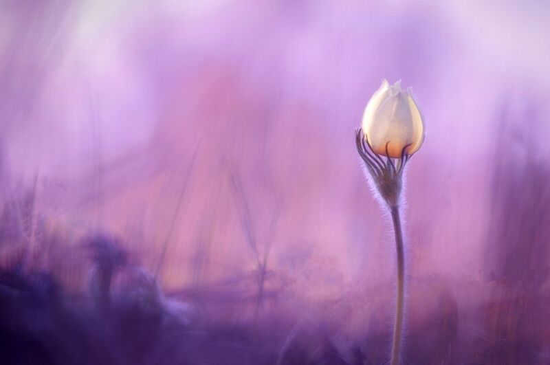 Красотка фото превью