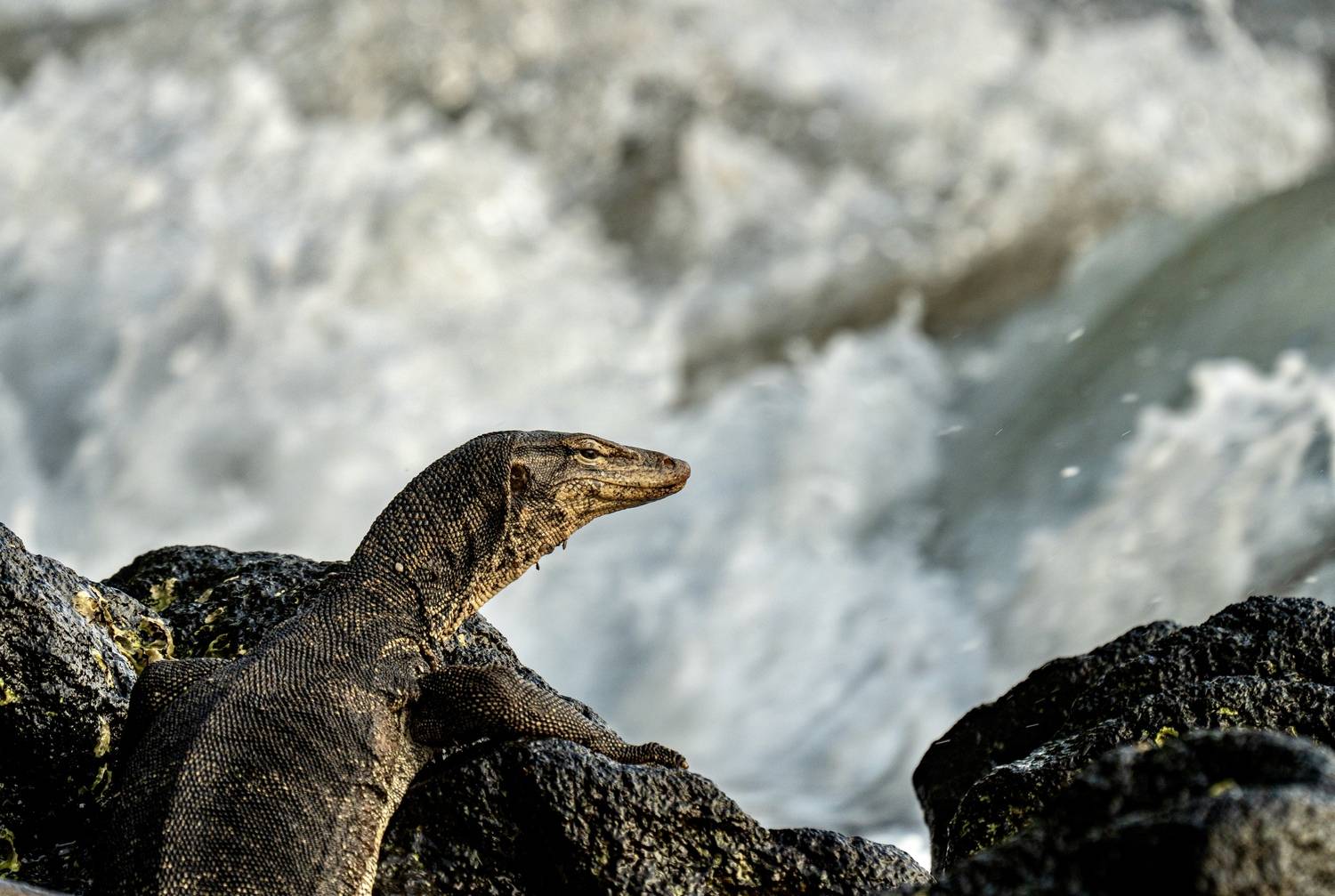 , Владимир Цветов