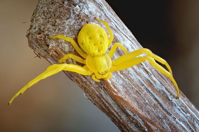 мизумена  фото превью