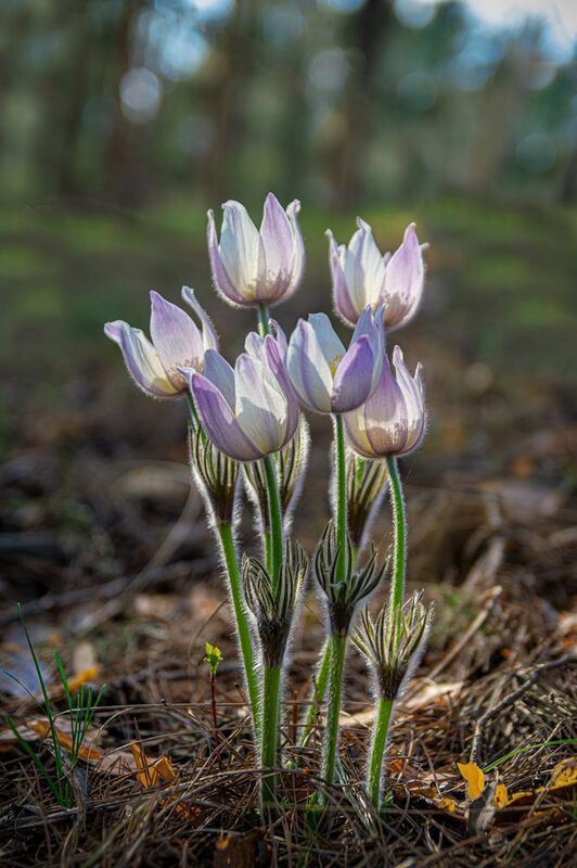 сонтрава, сибирские подснежники СонТрава фото превью
