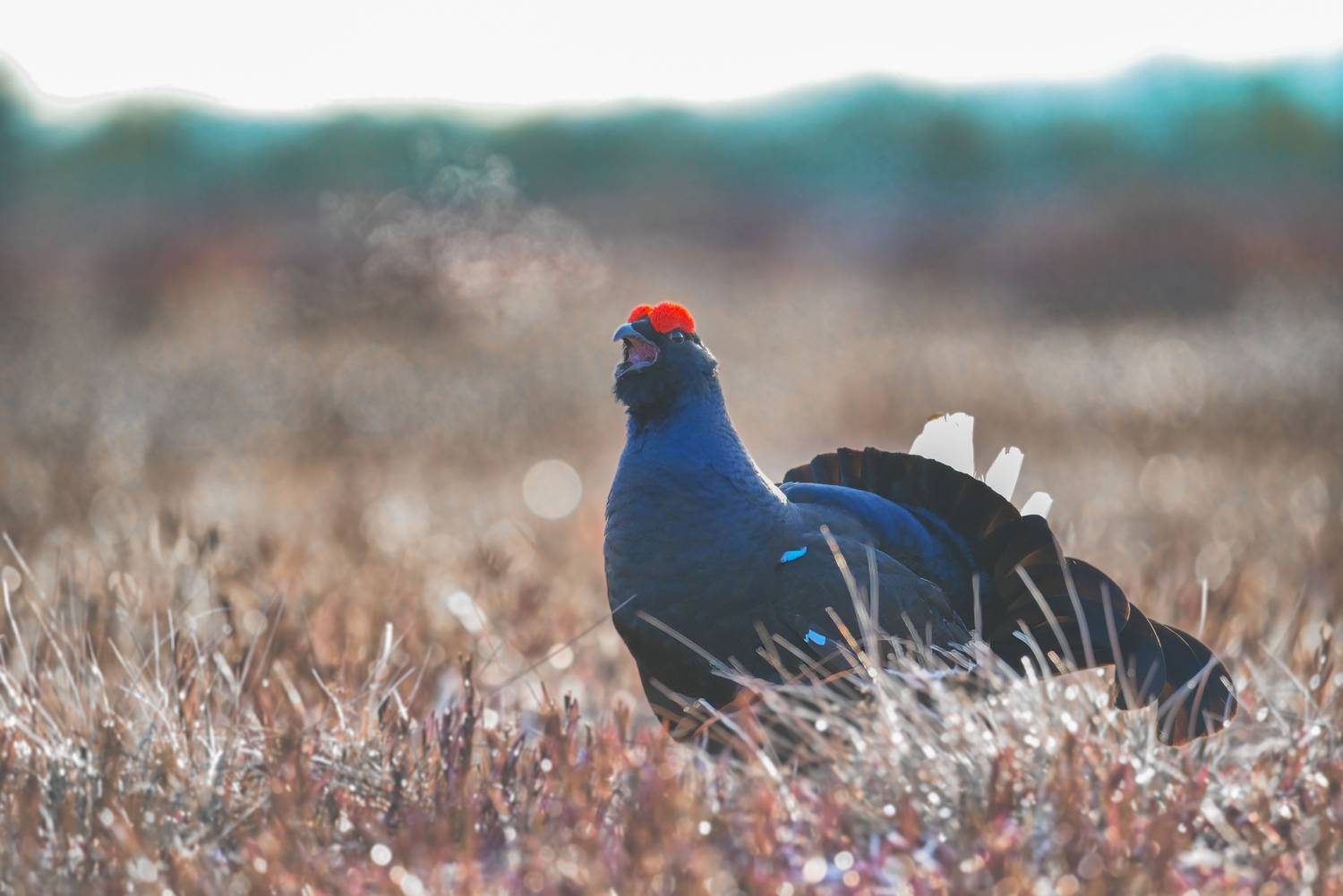 тетерев, grouse, fight, nature, bird, birdwatching, битва, ток, природа, птицы, Ярославль, крылья, взмах, полет, крики, wings, flight, Сергей Немцев