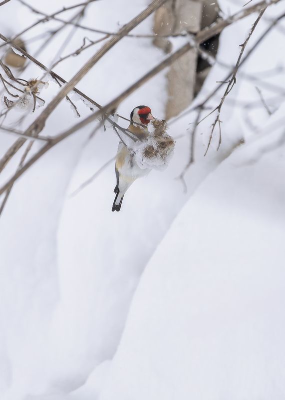 Щегол фото превью