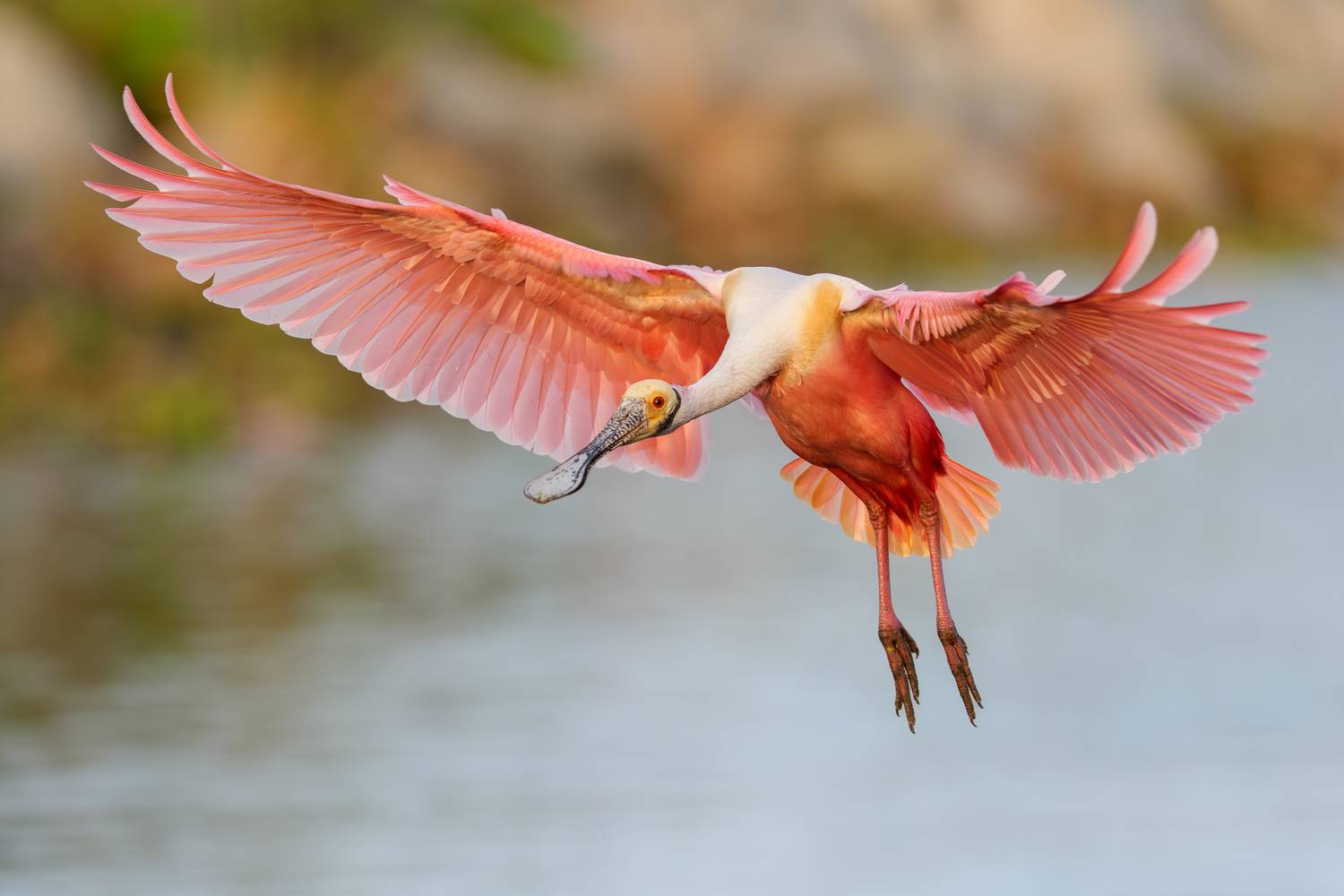 птица, фотоохота, колпица, природа, фауна, Vladimir Kulikov