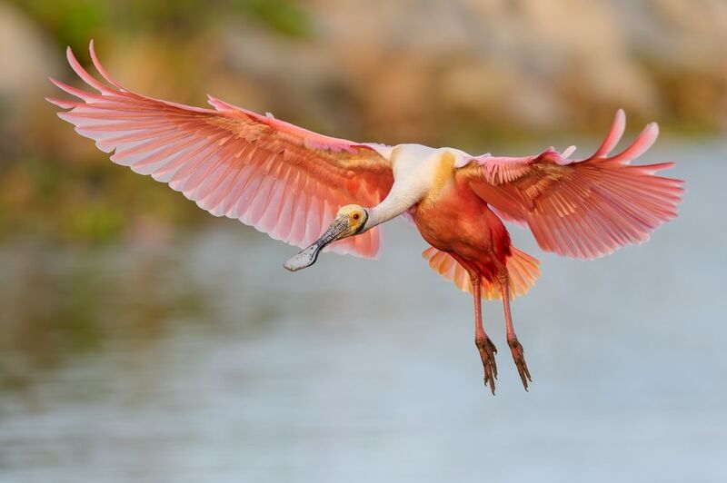 птица, фотоохота, колпица, природа, фауна Розовая колпица фото превью