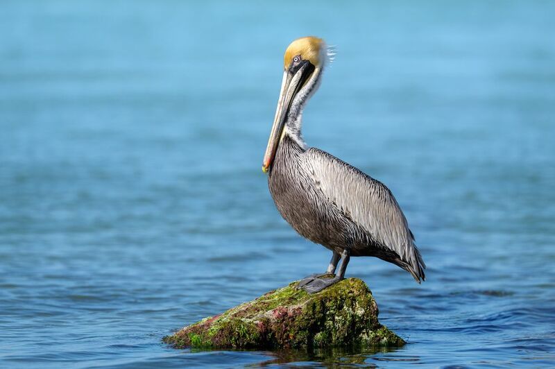 птица, фотоохота, пеликан, природа, фауна Бурый пеликан фото превью