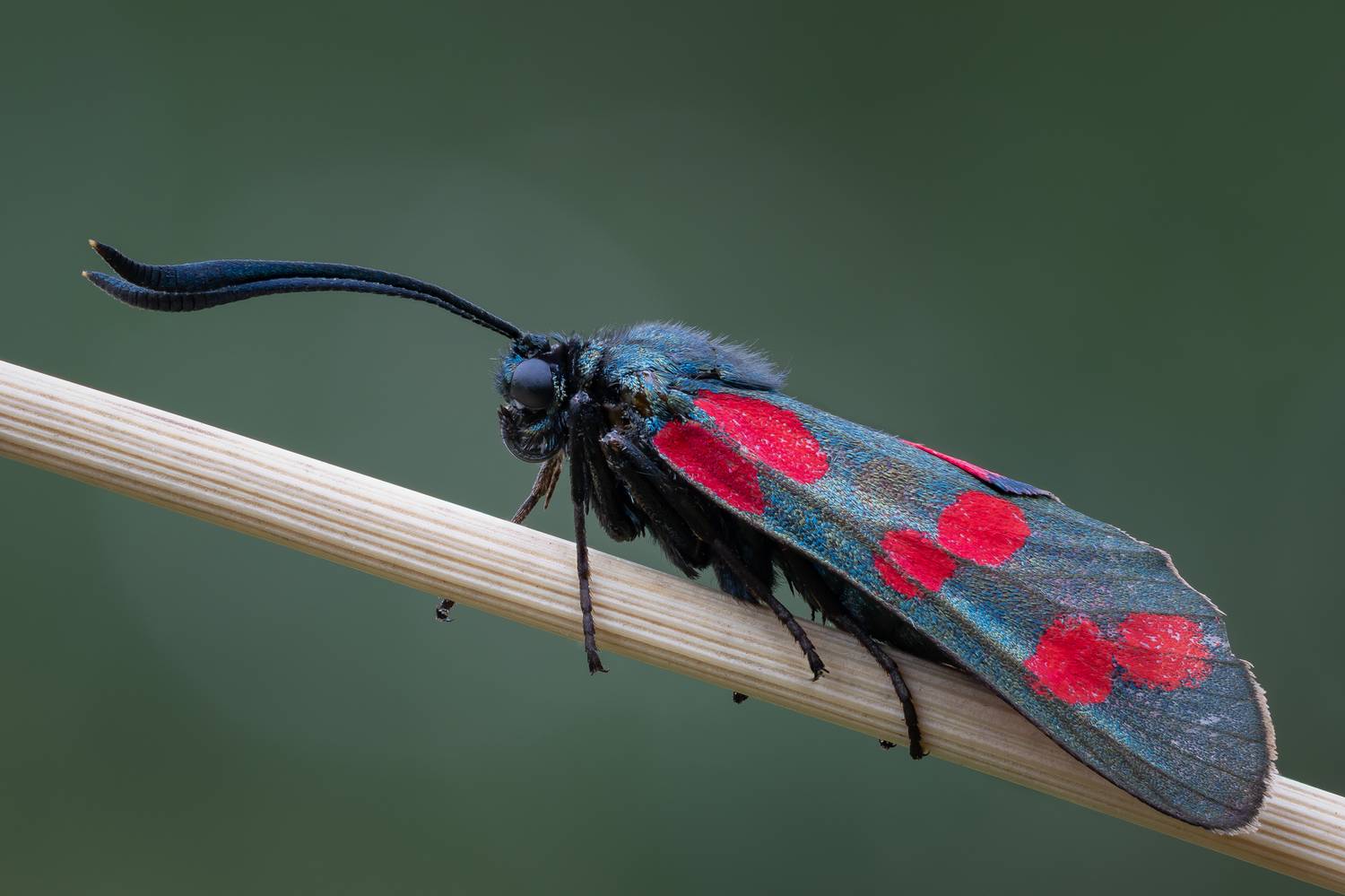, Кузнецов Дмитрий