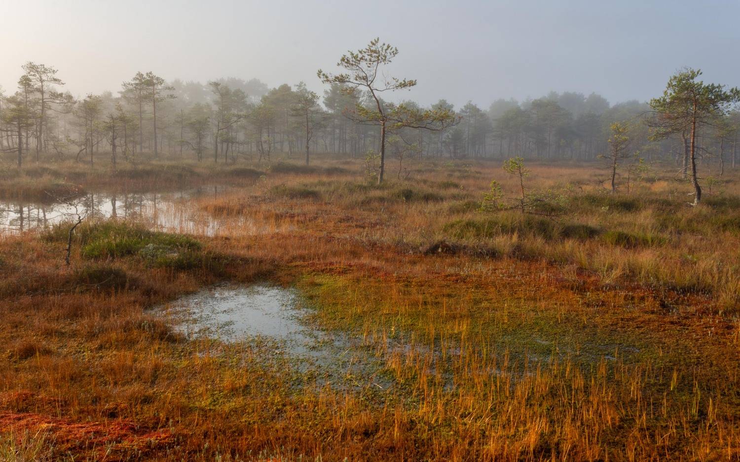 , Комарова Вера