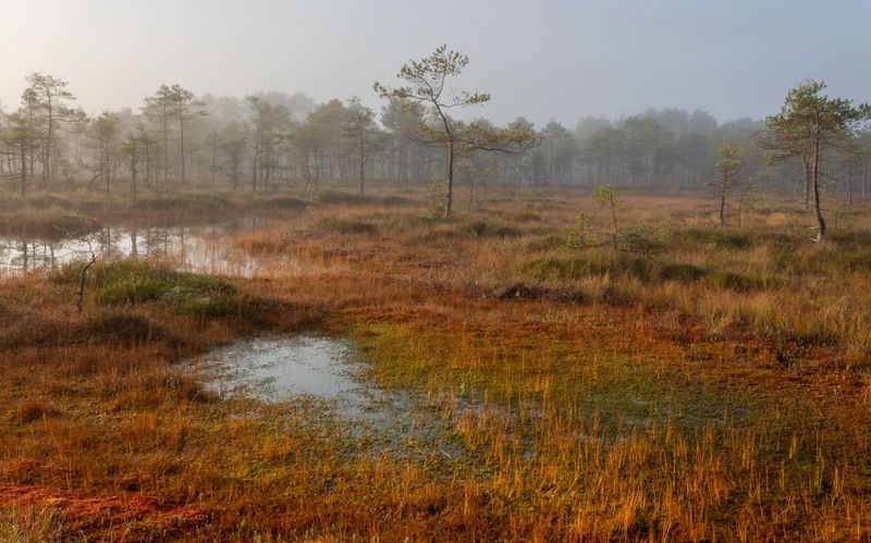 Топкое место фото превью