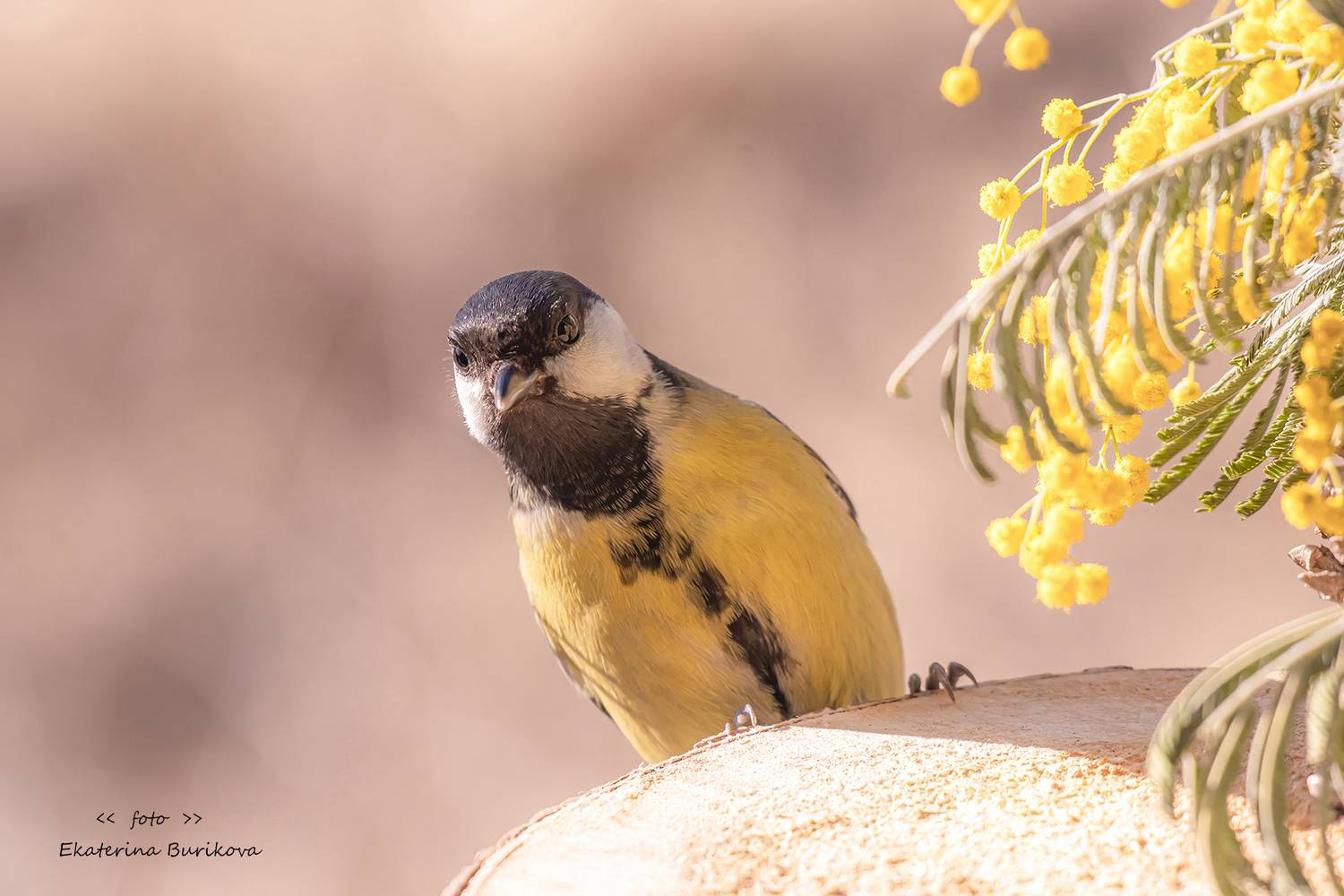 , Бурикова Екатерина