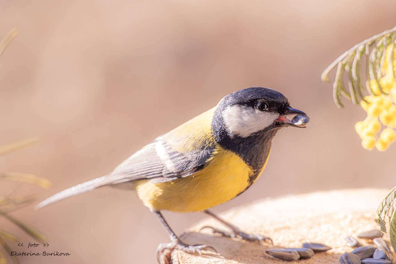 , Бурикова Екатерина