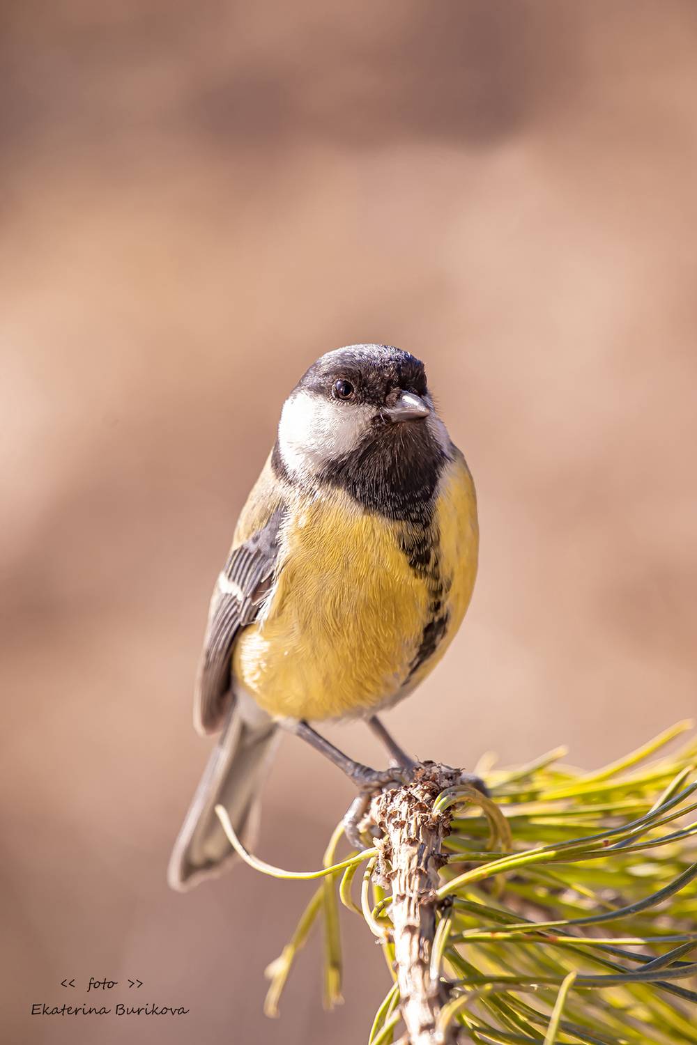 , Бурикова Екатерина