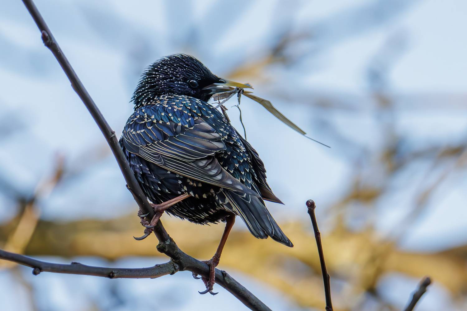 , Морозов Сергей