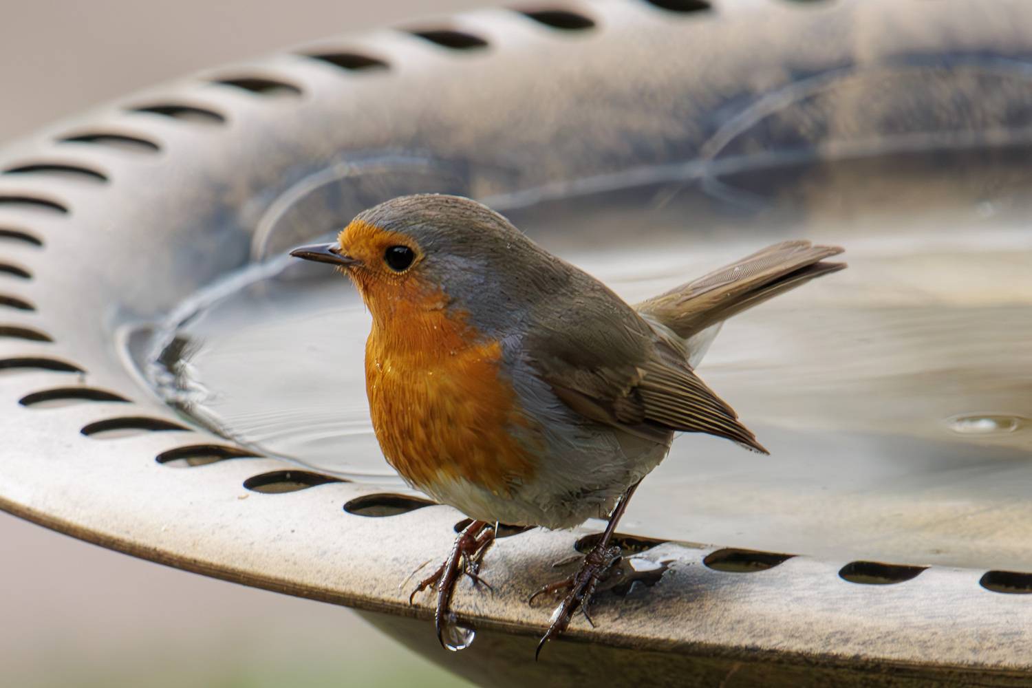 , Морозов Сергей