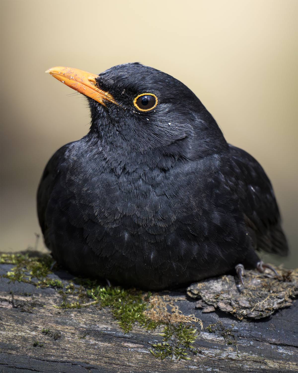 , Поляков Михаил