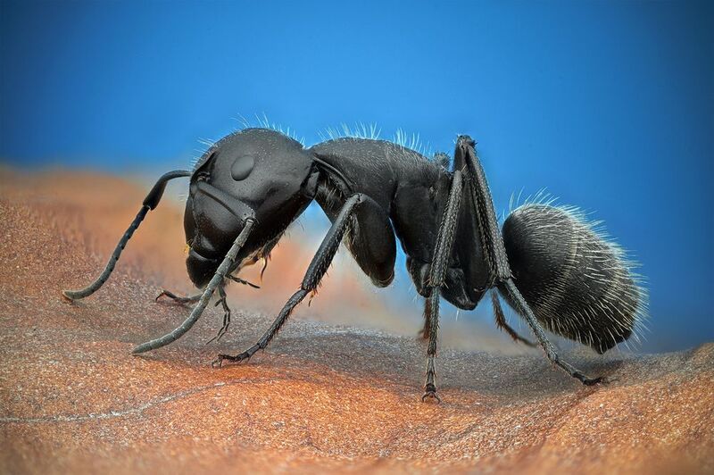 Ant фото превью