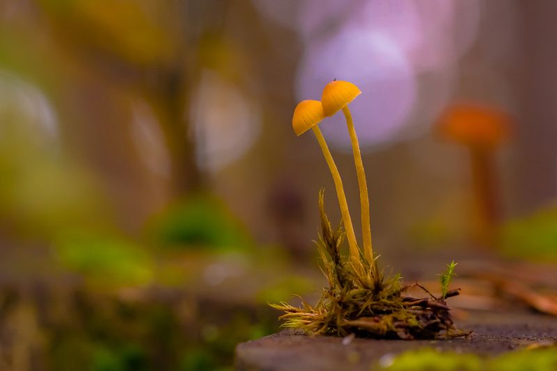 .... фото превью