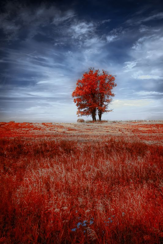 infrared, ик-фото, инфракрасное фото, инфракрасная фотография, пейзаж, лето Август фото превью