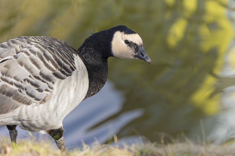 белощекая, казарка Белощекая казарка фото превью