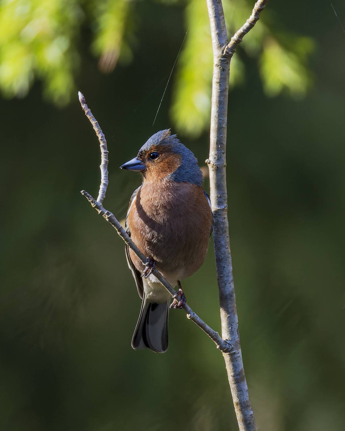 зяблик, Руслан Pl