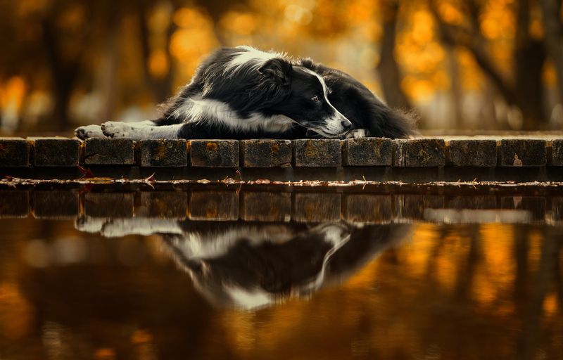 border,collie,dogs,pets,motion,autum,flowers,natural,light,photography,park,florest,animal,water,pose,portrait,reflection Border фото превью