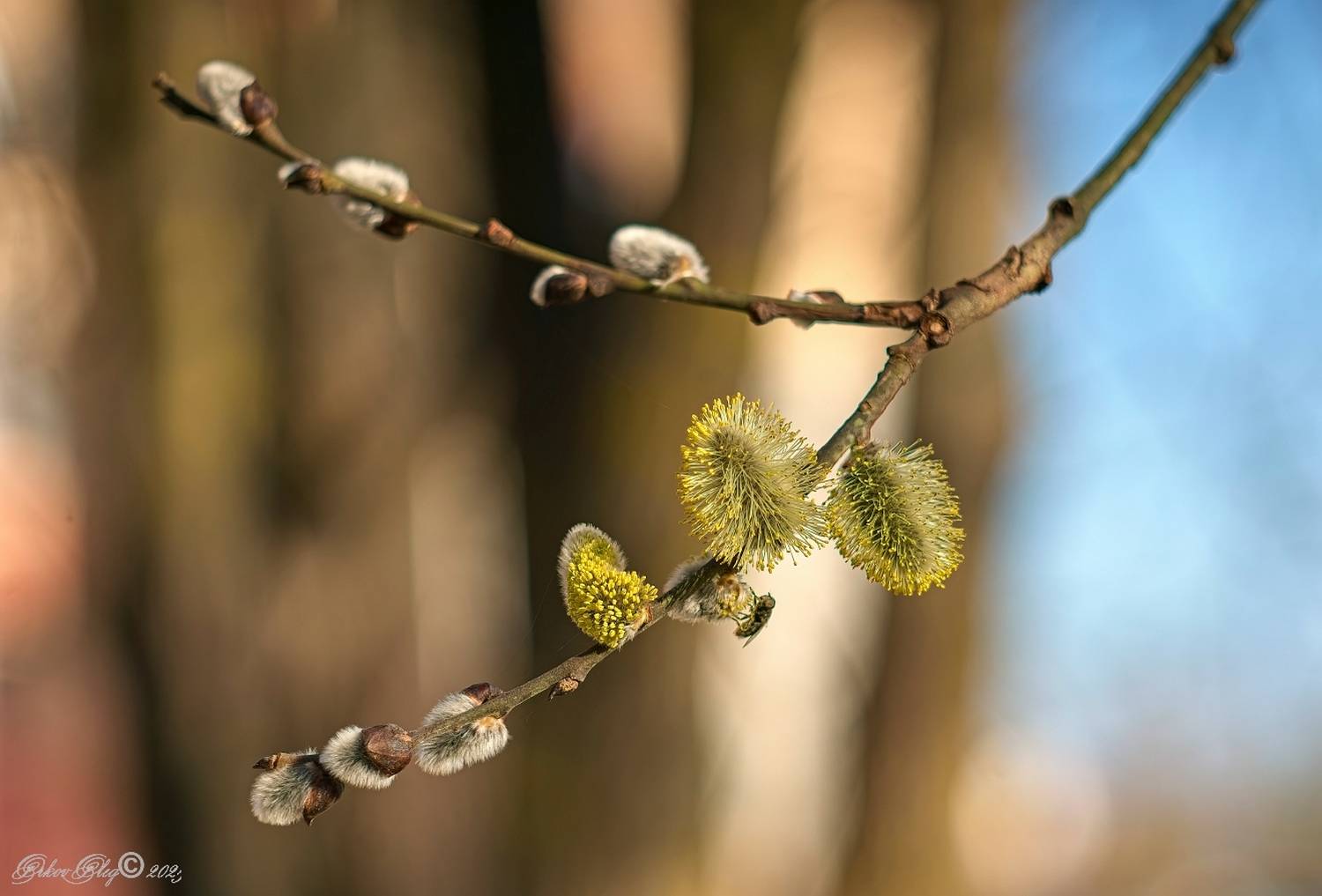 , Орлов Олег