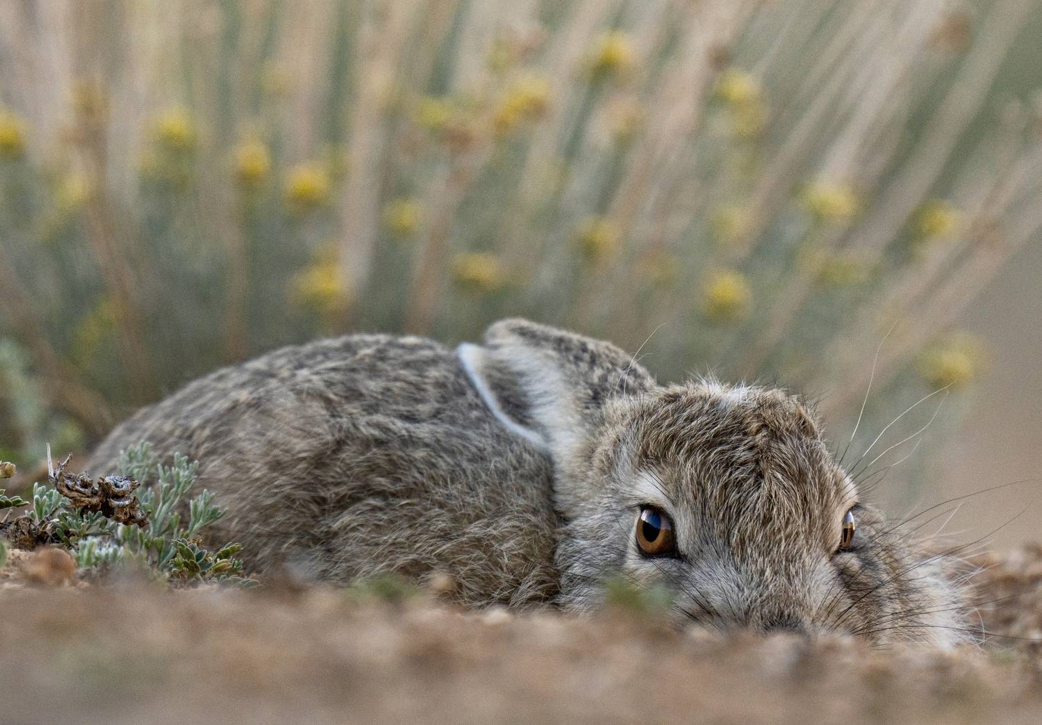, Владимир Цветов