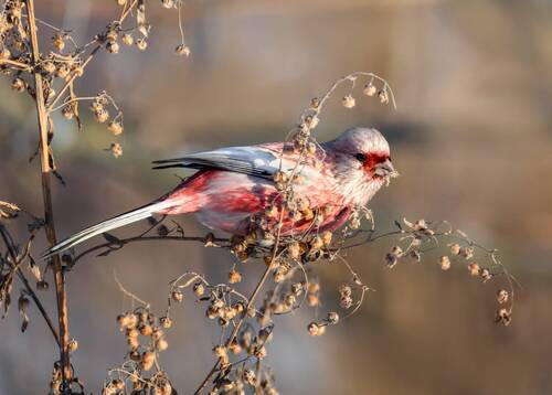 Урагус  (самец) 2ФОТО