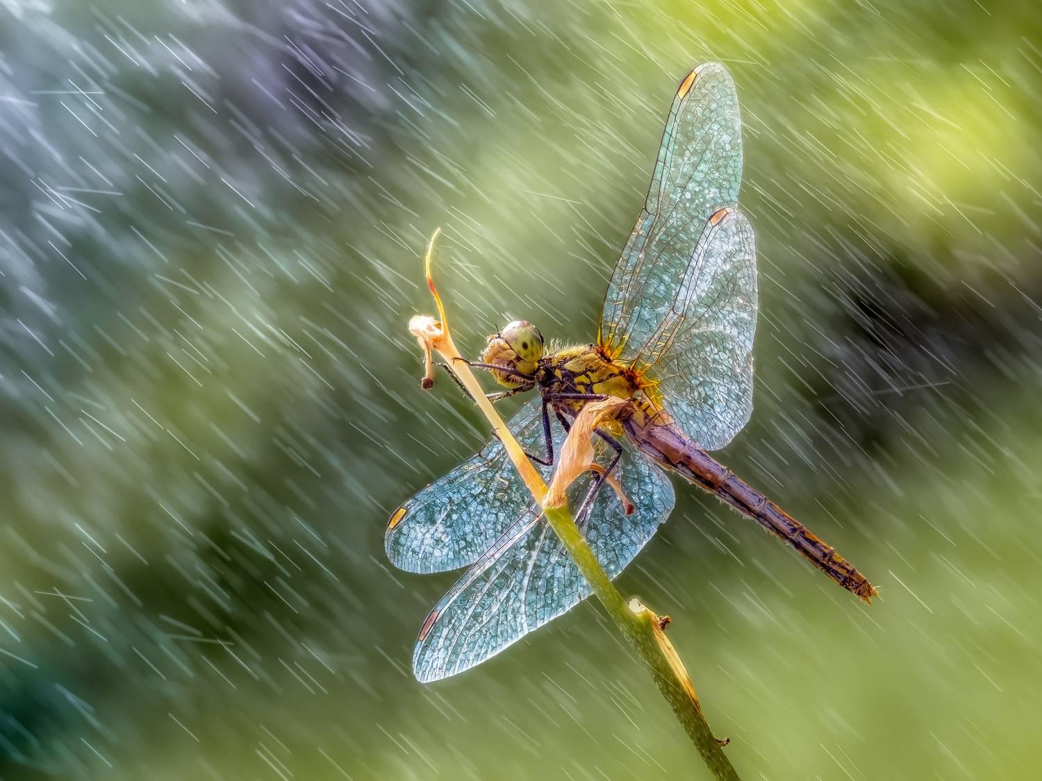 , Олег Савицкий