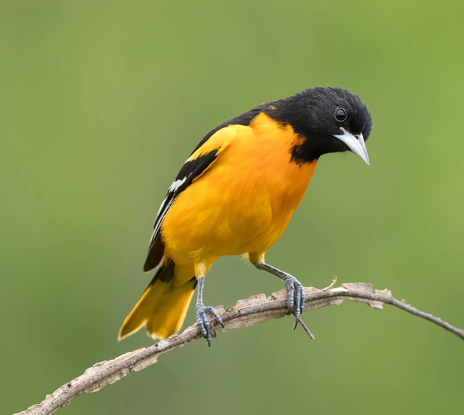 baltimore oriole, oriole, spring, весна,трупиал, иволга, Etkind Elizabeth