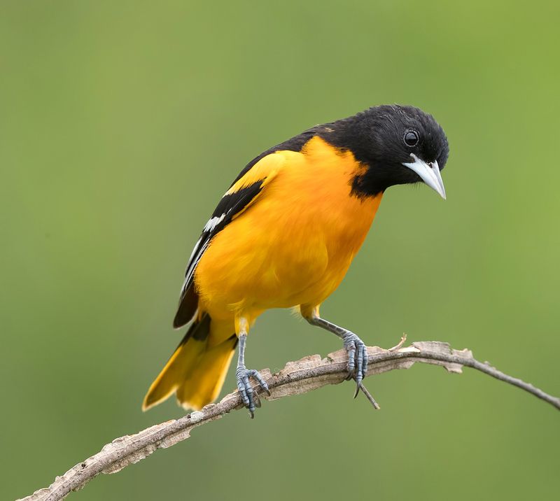 baltimore oriole, oriole, spring, весна,трупиал, иволга Baltimore Oriole - Балтиморская иволга фото превью