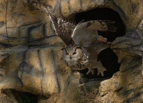 Eurasian Eagle Owl