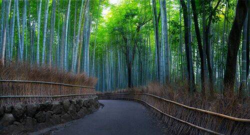 Arashiyama Bamboo Forest