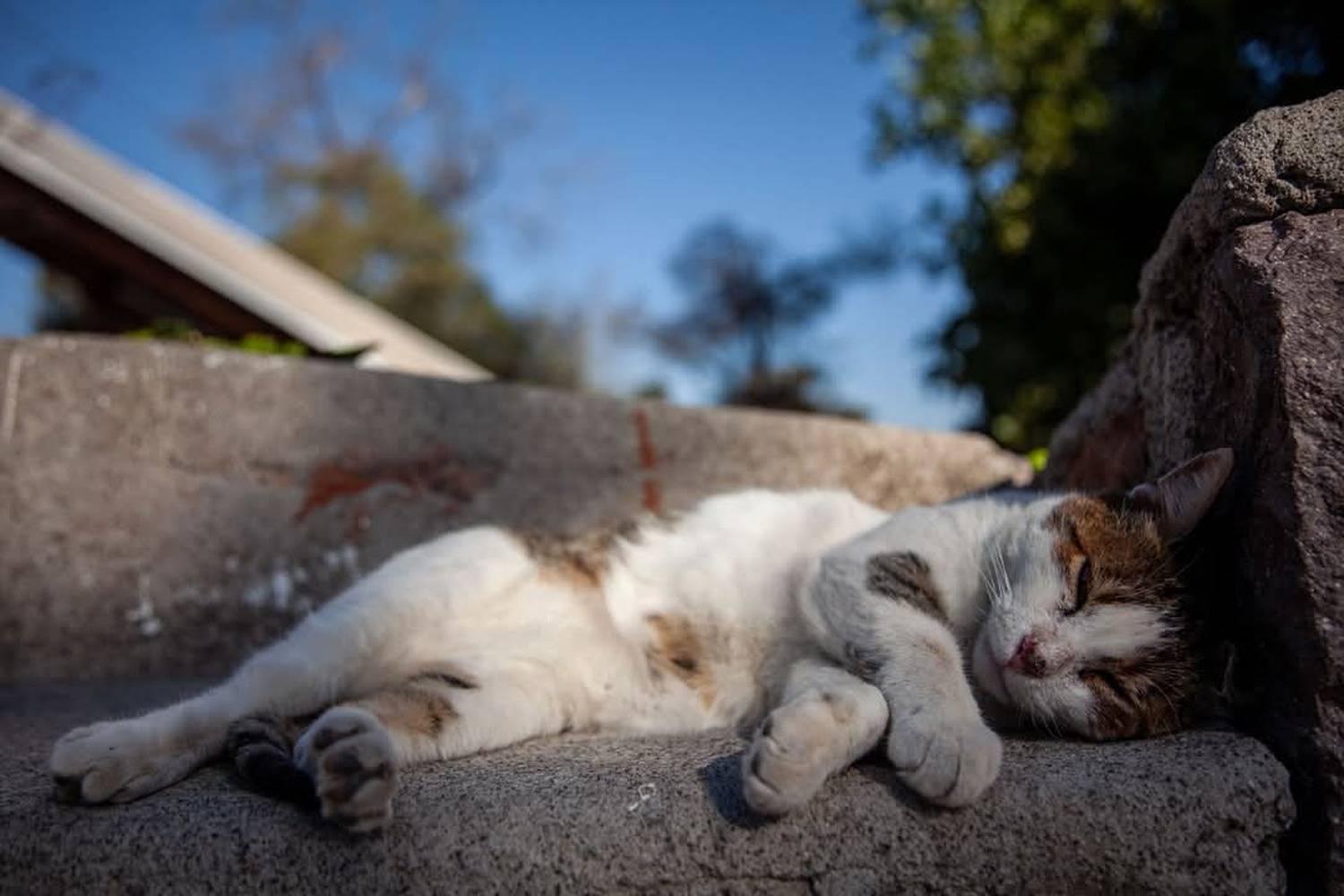 streetphotography, street, fotograf&iacute;a callejera, bastian cifuentes araya, periodista furioso, streetphoto, street photo, street photography, cat, gato,, Basti&aacute;n Cifuentes Araya