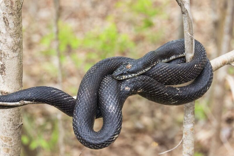 Черная крысиная змея фото превью