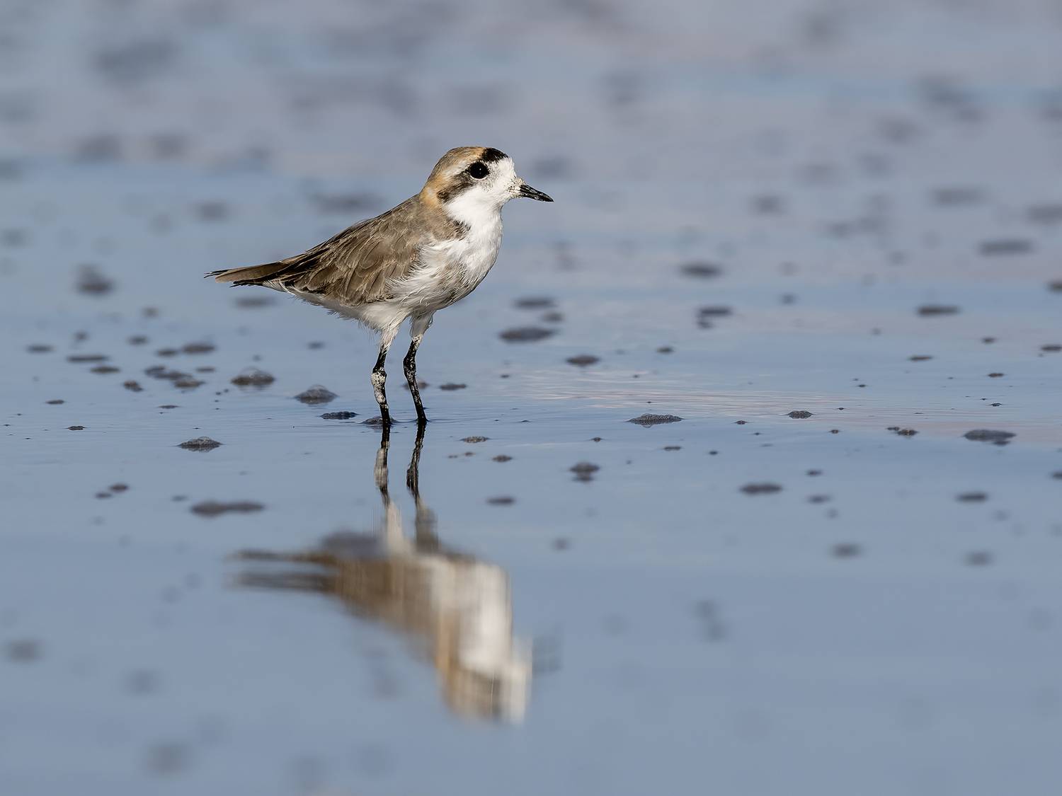 , Fernando Burgalin Sequeira