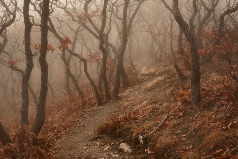 приморье Королевство кривых. фото превью
