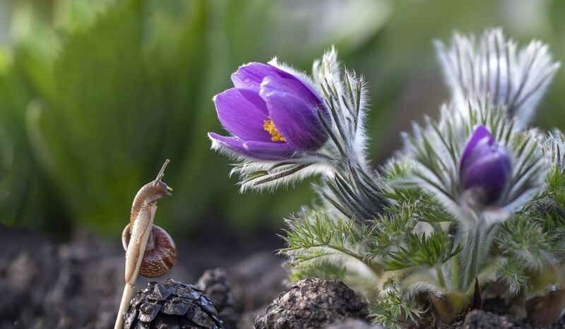 сон-трава, прострел, улитка  фото превью