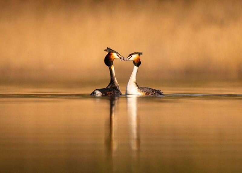 Great crested grebe фото превью