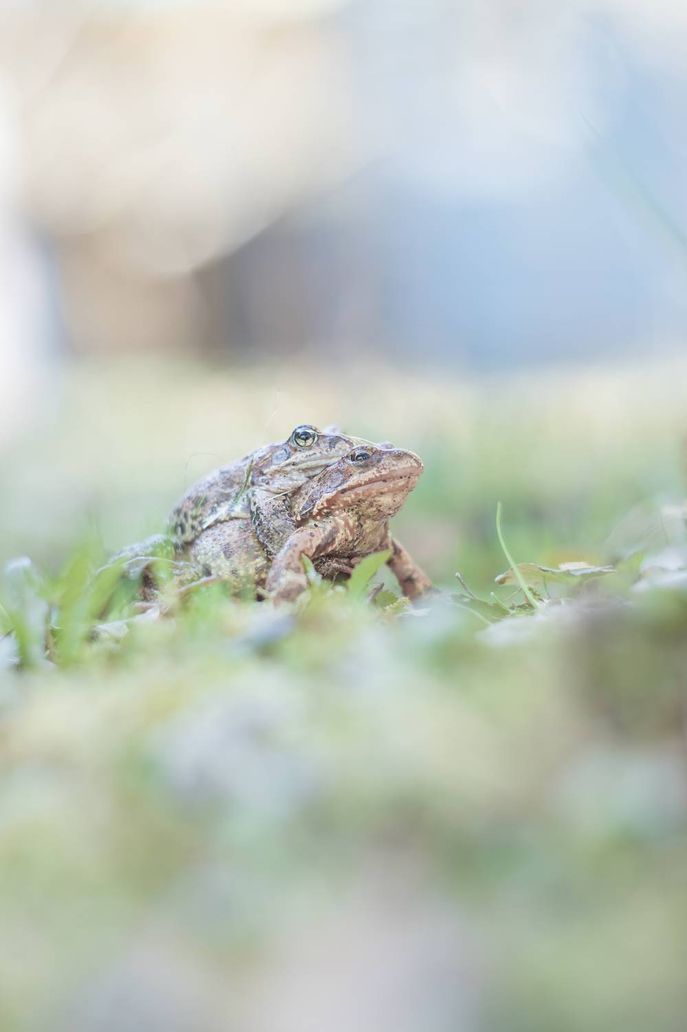 лягушки, весна, боке, природа, bokeh, frog, spring, helios, helios40_2, Обидина Мария