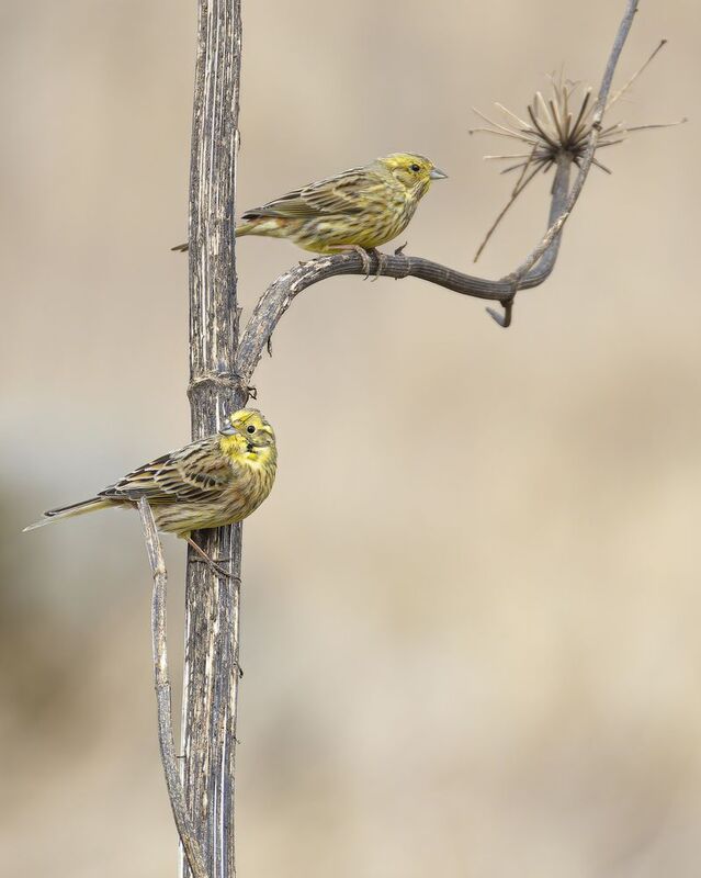 Обыкновенные овсянки фото превью