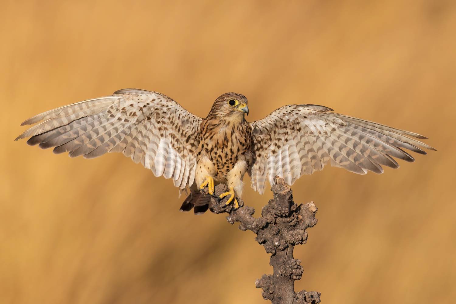 , Фруман Евгений