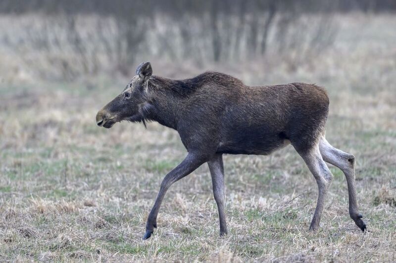 Лосенок фото превью