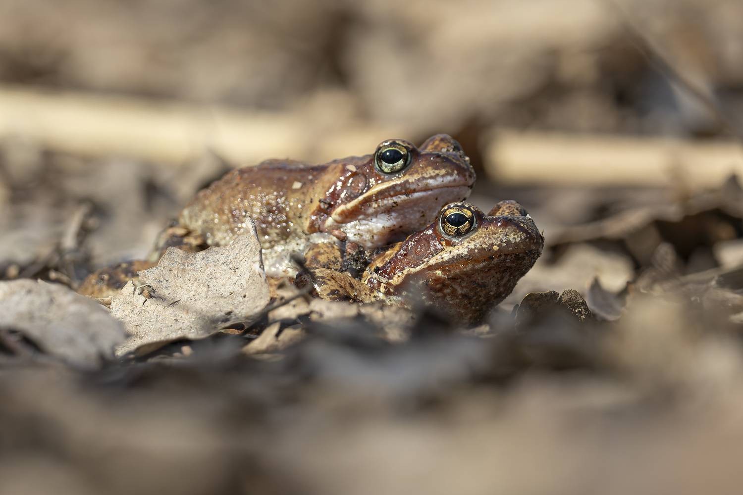 лягушка, Руслан Pl