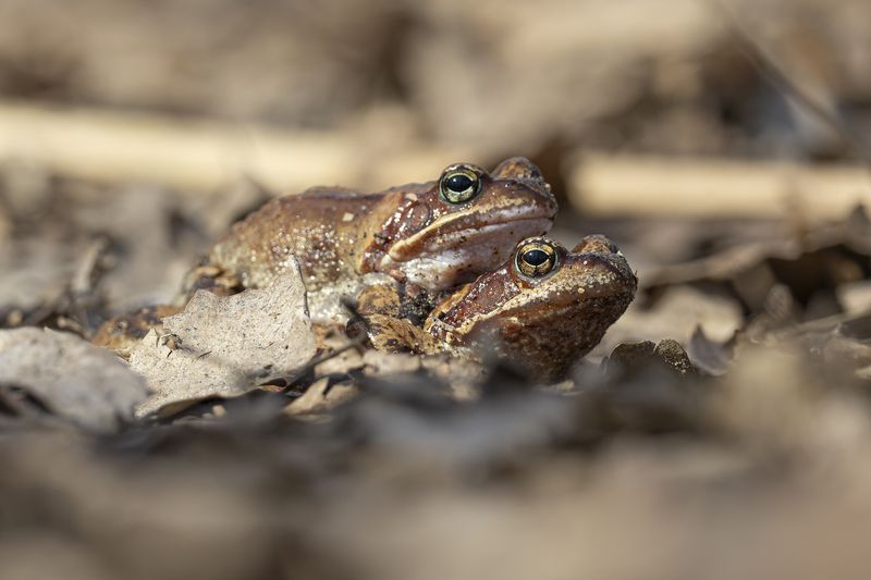 лягушка Весна фото превью