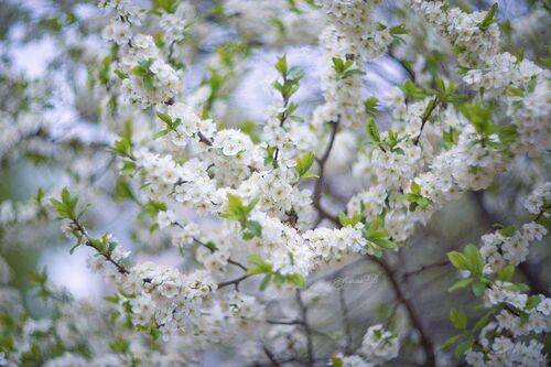 Вишня в белых кружевах