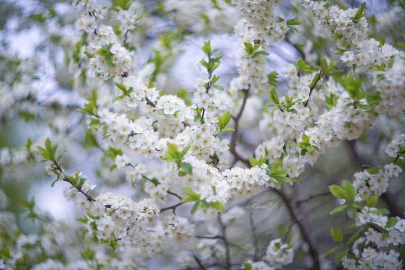 вишня, цветение, весна Вишня в белых кружевах фото превью