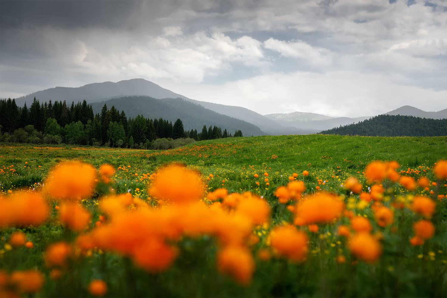 алтай, горный алтай, пейзажи алтая, шебалинский район, семинский хребет, огоньки, горы, летний алтай, жарки, купальницы, купальница азиатская, Рубан Елена