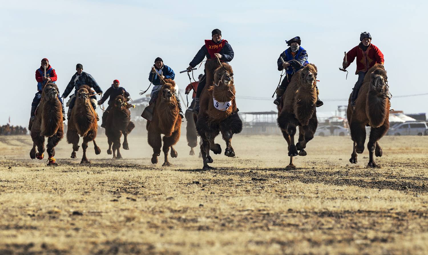 Mongolian camel winter festival, ganzorig miimaa