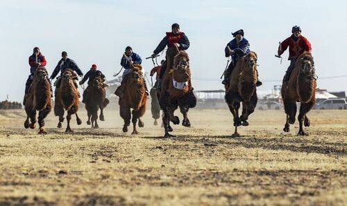 Mongolian camel winter festival